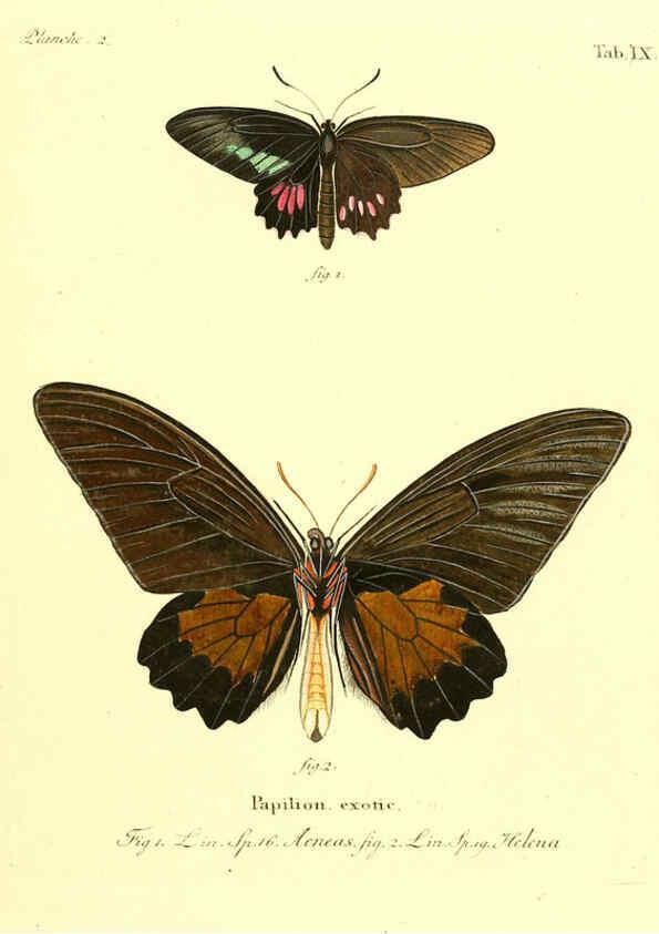 Reproducción/Reproduction 6012534408: Die ausländischen Schmetterlinge in Abbildungen nach der Natur. v.2, plates Erlangen :im Verlage der Expedition des Esper'schen Schmetterlings- und des Schreber'schen Säugthierwerkes,[1830] 