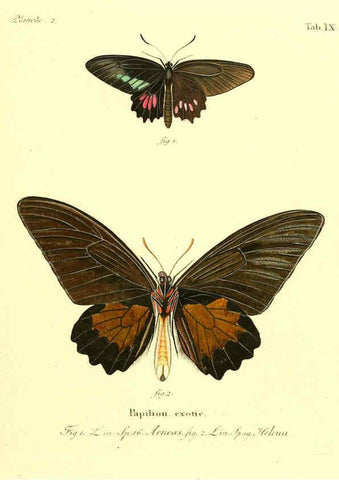 Reproducción/Reproduction 6012534408: Die ausländischen Schmetterlinge in Abbildungen nach der Natur. v.2, plates Erlangen :im Verlage der Expedition des Esper'schen Schmetterlings- und des Schreber'schen Säugthierwerkes,[1830] 