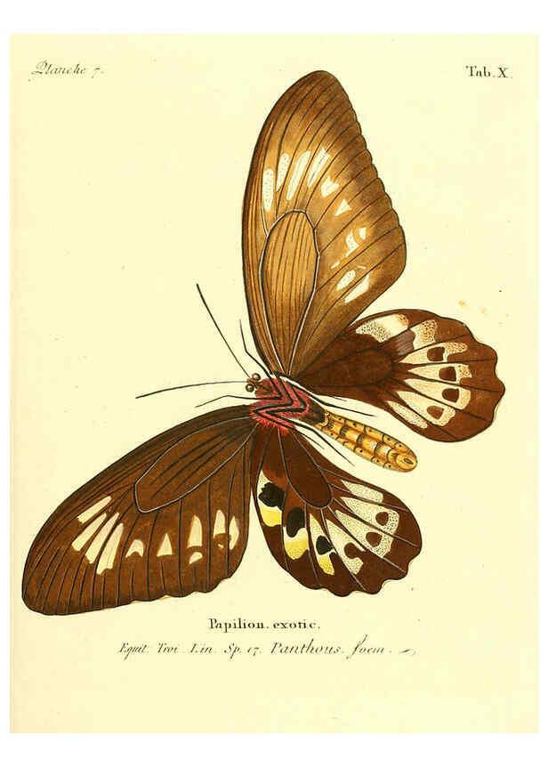Reproducción/Reproduction 6011987789: Die ausländischen Schmetterlinge in Abbildungen nach der Natur. v.2, plates Erlangen :im Verlage der Expedition des Esper'schen Schmetterlings- und des Schreber'schen Säugthierwerkes,[1830] 