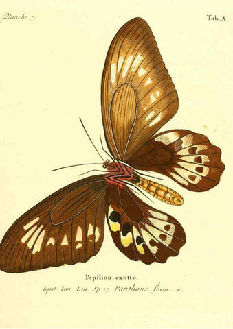 Reproducción/Reproduction 6011987789: Die ausländischen Schmetterlinge in Abbildungen nach der Natur. v.2, plates Erlangen :im Verlage der Expedition des Esper'schen Schmetterlings- und des Schreber'schen Säugthierwerkes,[1830] 