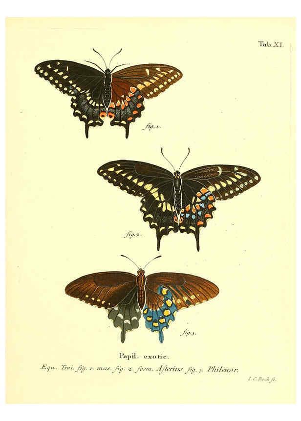 Reproducción/Reproduction 6011988003: Die ausländischen Schmetterlinge in Abbildungen nach der Natur. v.2, plates Erlangen :im Verlage der Expedition des Esper'schen Schmetterlings- und des Schreber'schen Säugthierwerkes,[1830] 