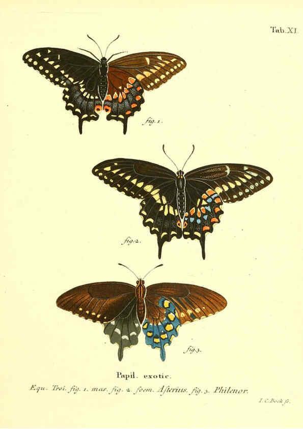 Reproducción/Reproduction 6011988003: Die ausländischen Schmetterlinge in Abbildungen nach der Natur. v.2, plates Erlangen :im Verlage der Expedition des Esper'schen Schmetterlings- und des Schreber'schen Säugthierwerkes,[1830] 