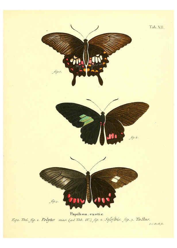 Reproducción/Reproduction 6012535408: Die ausländischen Schmetterlinge in Abbildungen nach der Natur. v.2, plates Erlangen :im Verlage der Expedition des Esper'schen Schmetterlings- und des Schreber'schen Säugthierwerkes,[1830] 