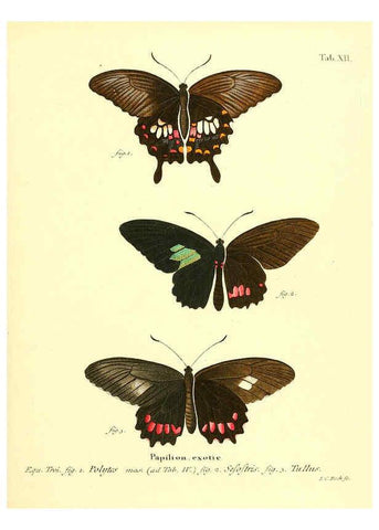 Reproducción/Reproduction 6012535408: Die ausländischen Schmetterlinge in Abbildungen nach der Natur. v.2, plates Erlangen :im Verlage der Expedition des Esper'schen Schmetterlings- und des Schreber'schen Säugthierwerkes,[1830] 