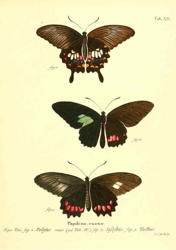 Reproducción/Reproduction 6012535408: Die ausländischen Schmetterlinge in Abbildungen nach der Natur. v.2, plates Erlangen :im Verlage der Expedition des Esper'schen Schmetterlings- und des Schreber'schen Säugthierwerkes,[1830] 