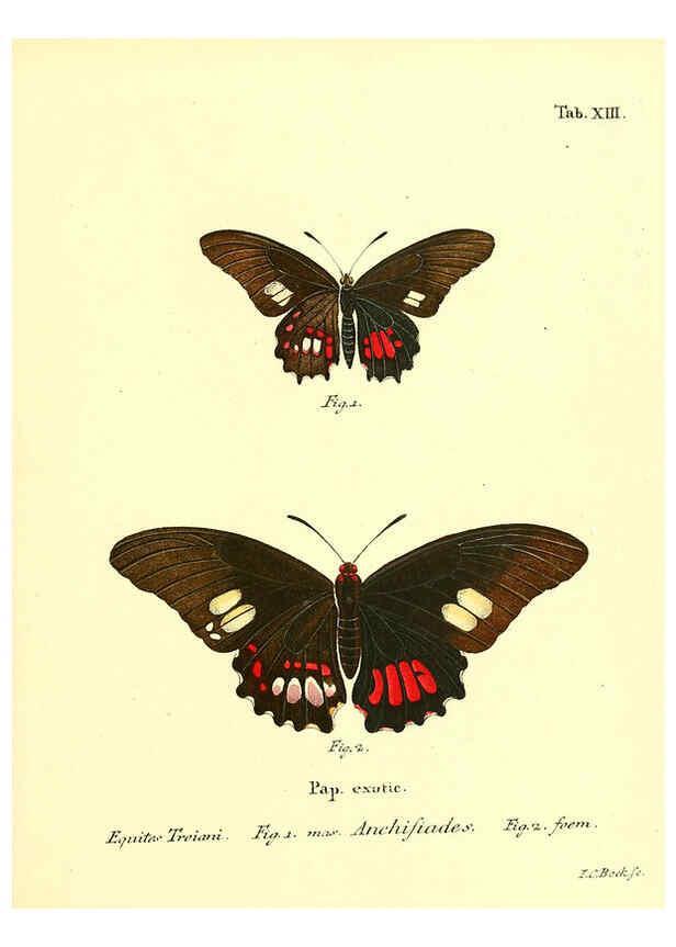 Reproducción/Reproduction 6012536006: Die ausländischen Schmetterlinge in Abbildungen nach der Natur. v.2, plates Erlangen :im Verlage der Expedition des Esper'schen Schmetterlings- und des Schreber'schen Säugthierwerkes,[1830] 