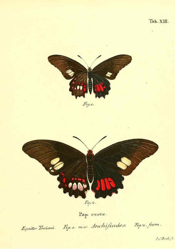 Reproducción/Reproduction 6012536006: Die ausländischen Schmetterlinge in Abbildungen nach der Natur. v.2, plates Erlangen :im Verlage der Expedition des Esper'schen Schmetterlings- und des Schreber'schen Säugthierwerkes,[1830] 