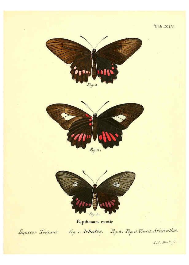 Reproducción/Reproduction 6012536314: Die ausländischen Schmetterlinge in Abbildungen nach der Natur. v.2, plates Erlangen :im Verlage der Expedition des Esper'schen Schmetterlings- und des Schreber'schen Säugthierwerkes,[1830] 