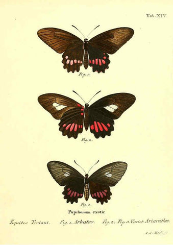 Reproducción/Reproduction 6012536314: Die ausländischen Schmetterlinge in Abbildungen nach der Natur. v.2, plates Erlangen :im Verlage der Expedition des Esper'schen Schmetterlings- und des Schreber'schen Säugthierwerkes,[1830] 