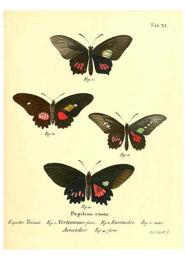Reproducción/Reproduction 6011990033: Die ausländischen Schmetterlinge in Abbildungen nach der Natur. v.2, plates Erlangen :im Verlage der Expedition des Esper'schen Schmetterlings- und des Schreber'schen Säugthierwerkes,[1830] 