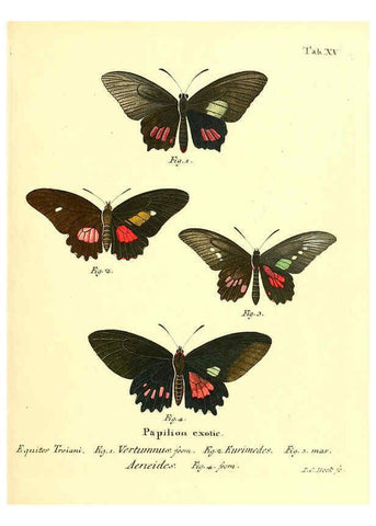 Reproducción/Reproduction 6011990033: Die ausländischen Schmetterlinge in Abbildungen nach der Natur. v.2, plates Erlangen :im Verlage der Expedition des Esper'schen Schmetterlings- und des Schreber'schen Säugthierwerkes,[1830] 