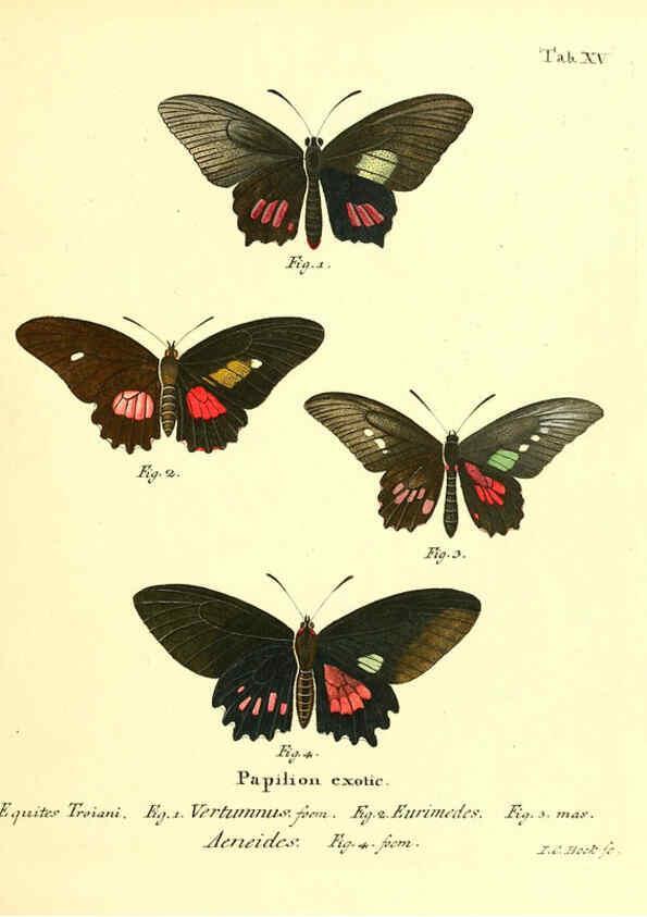 Reproducción/Reproduction 6011990033: Die ausländischen Schmetterlinge in Abbildungen nach der Natur. v.2, plates Erlangen :im Verlage der Expedition des Esper'schen Schmetterlings- und des Schreber'schen Säugthierwerkes,[1830] 