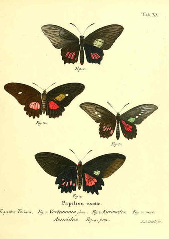 Reproducción/Reproduction 6011990033: Die ausländischen Schmetterlinge in Abbildungen nach der Natur. v.2, plates Erlangen :im Verlage der Expedition des Esper'schen Schmetterlings- und des Schreber'schen Säugthierwerkes,[1830] 