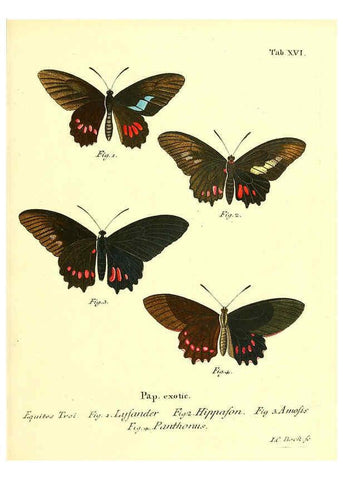 Reproducción/Reproduction 6011990245: Die ausländischen Schmetterlinge in Abbildungen nach der Natur. v.2, plates Erlangen :im Verlage der Expedition des Esper'schen Schmetterlings- und des Schreber'schen Säugthierwerkes,[1830] 