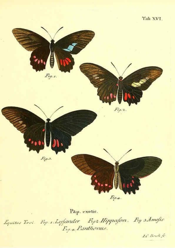 Reproducción/Reproduction 6011990245: Die ausländischen Schmetterlinge in Abbildungen nach der Natur. v.2, plates Erlangen :im Verlage der Expedition des Esper'schen Schmetterlings- und des Schreber'schen Säugthierwerkes,[1830] 