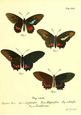 Reproducción/Reproduction 6011990245: Die ausländischen Schmetterlinge in Abbildungen nach der Natur. v.2, plates Erlangen :im Verlage der Expedition des Esper'schen Schmetterlings- und des Schreber'schen Säugthierwerkes,[1830] 