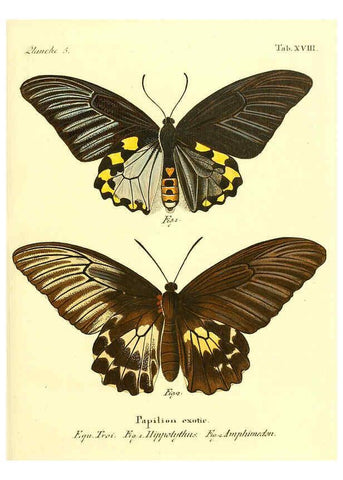 Reproducción/Reproduction 6012537366: Die ausländischen Schmetterlinge in Abbildungen nach der Natur. v.2, plates Erlangen :im Verlage der Expedition des Esper'schen Schmetterlings- und des Schreber'schen Säugthierwerkes,[1830] 