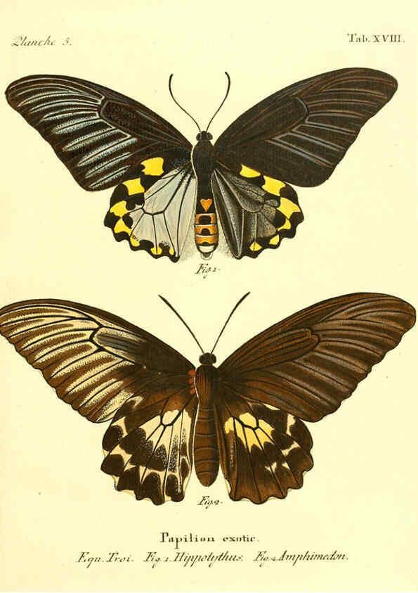 Reproducción/Reproduction 6012537366: Die ausländischen Schmetterlinge in Abbildungen nach der Natur. v.2, plates Erlangen :im Verlage der Expedition des Esper'schen Schmetterlings- und des Schreber'schen Säugthierwerkes,[1830] 