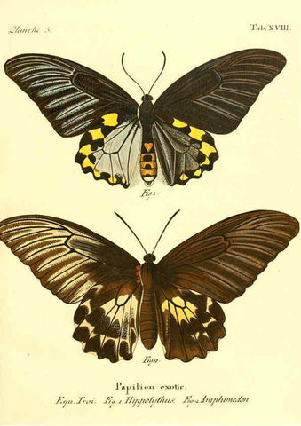 Reproducción/Reproduction 6012537366: Die ausländischen Schmetterlinge in Abbildungen nach der Natur. v.2, plates Erlangen :im Verlage der Expedition des Esper'schen Schmetterlings- und des Schreber'schen Säugthierwerkes,[1830] 
