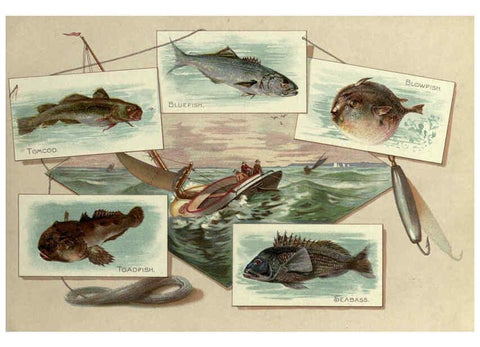 Reproducción/Reproduction 6011920007: 50 fish from American waters Richmond, Va. :Allen & Ginter,[188-?] 
