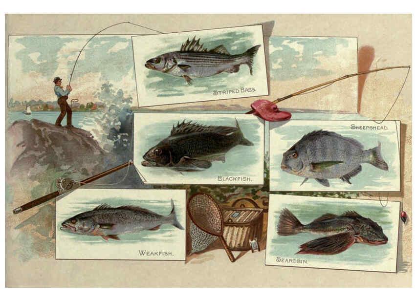 Reproducción/Reproduction 6011920243: 50 fish from American waters Richmond, Va. :Allen & Ginter,[188-?] 