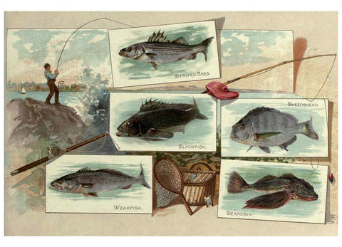 Reproducción/Reproduction 6011920243: 50 fish from American waters Richmond, Va. :Allen & Ginter,[188-?] 