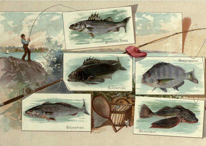 Reproducción/Reproduction 6011920243: 50 fish from American waters Richmond, Va. :Allen & Ginter,[188-?] 