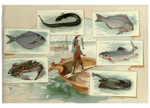 Reproducción/Reproduction 6012467662: 50 fish from American waters Richmond, Va. :Allen & Ginter,[188-?] 