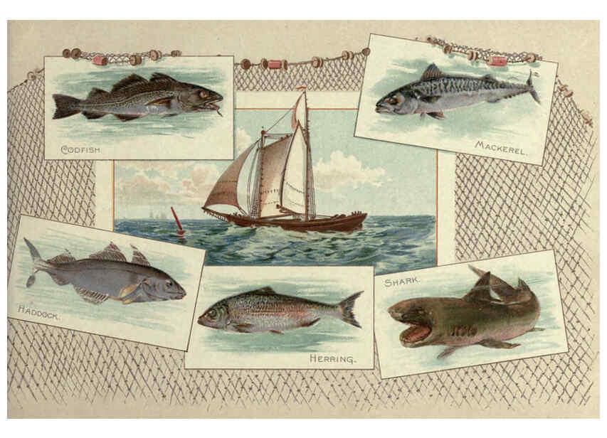 Reproducción/Reproduction 6012467920: 50 fish from American waters Richmond, Va. :Allen & Ginter,[188-?] 