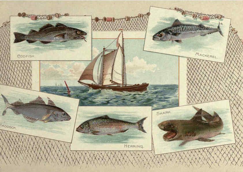 Reproducción/Reproduction 6012467920: 50 fish from American waters Richmond, Va. :Allen & Ginter,[188-?] 