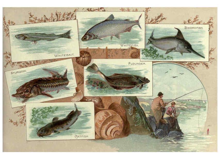 Reproducción/Reproduction 6012468042: 50 fish from American waters Richmond, Va. :Allen & Ginter,[188-?] 