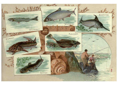 Reproducción/Reproduction 6012468042: 50 fish from American waters Richmond, Va. :Allen & Ginter,[188-?] 