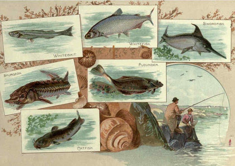Reproducción/Reproduction 6012468042: 50 fish from American waters Richmond, Va. :Allen & Ginter,[188-?] 