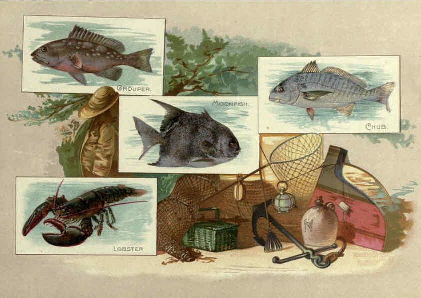 Reproducción/Reproduction 6012468202: 50 fish from American waters Richmond, Va. :Allen & Ginter,[188-?] 