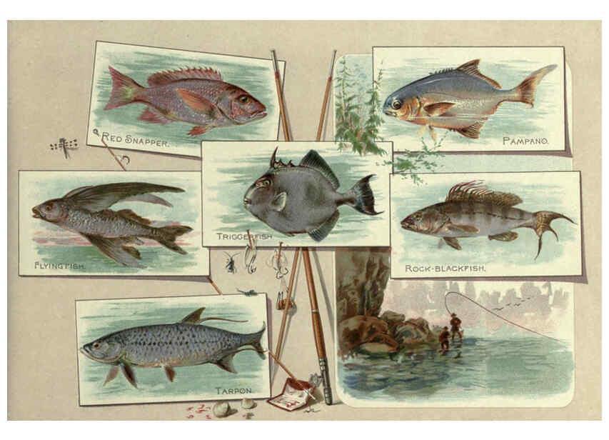 Reproducción/Reproduction 6011921157: 50 fish from American waters Richmond, Va. :Allen & Ginter,[188-?] 