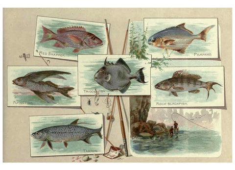 Reproducción/Reproduction 6011921157: 50 fish from American waters Richmond, Va. :Allen & Ginter,[188-?] 