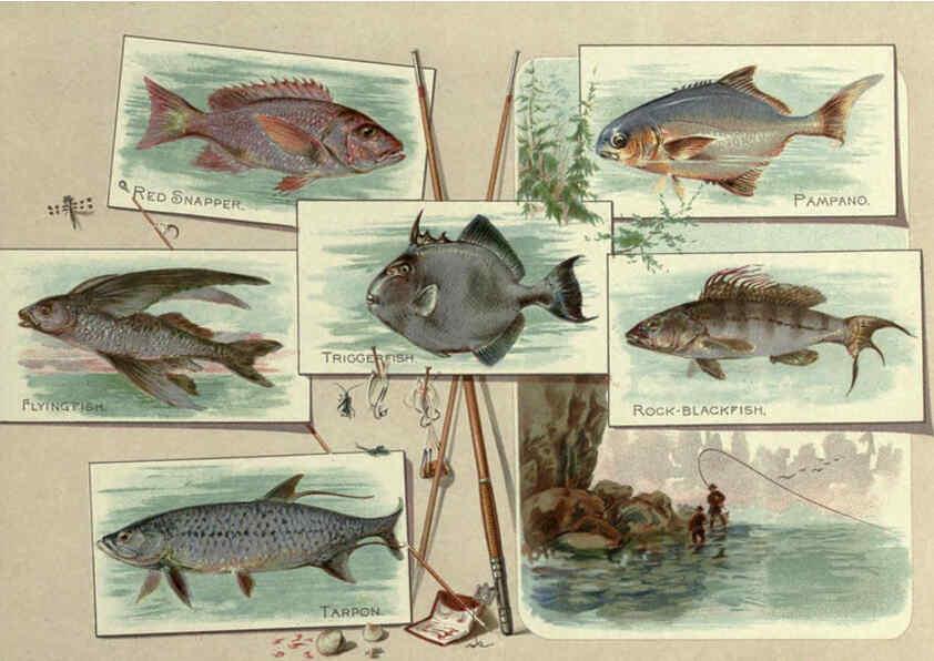 Reproducción/Reproduction 6011921157: 50 fish from American waters Richmond, Va. :Allen & Ginter,[188-?] 