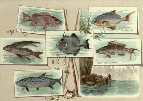 Reproducción/Reproduction 6011921157: 50 fish from American waters Richmond, Va. :Allen & Ginter,[188-?] 