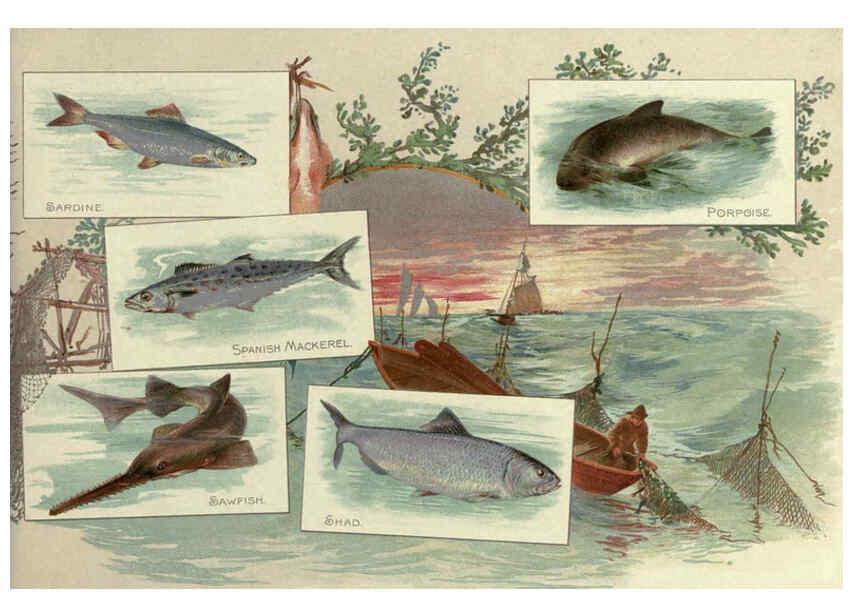 Reproducción/Reproduction 6011921309: 50 fish from American waters Richmond, Va. :Allen & Ginter,[188-?] 