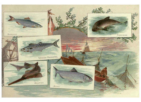 Reproducción/Reproduction 6011921309: 50 fish from American waters Richmond, Va. :Allen & Ginter,[188-?] 
