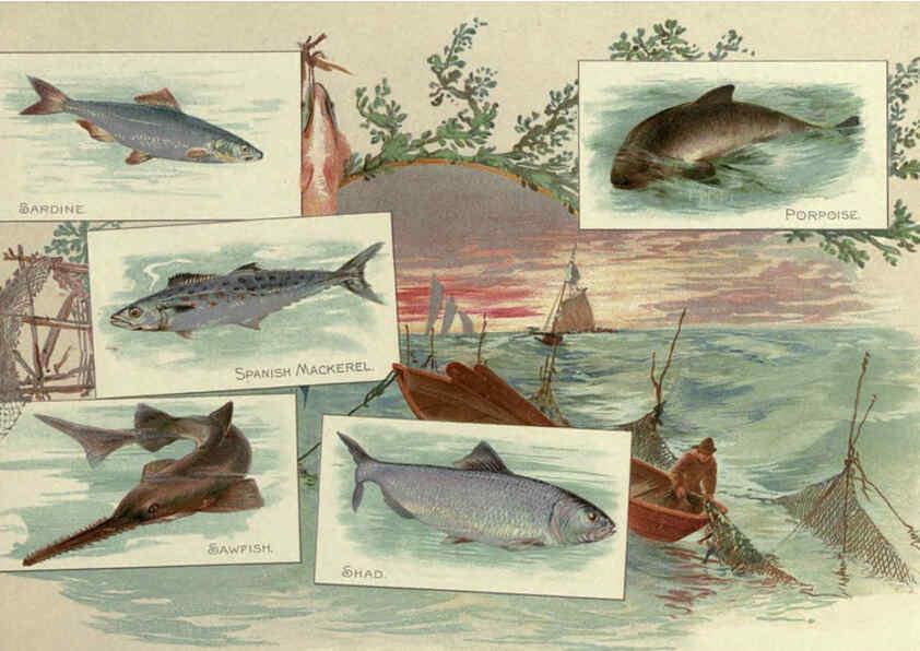Reproducción/Reproduction 6011921309: 50 fish from American waters Richmond, Va. :Allen & Ginter,[188-?] 