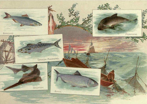 Reproducción/Reproduction 6011921309: 50 fish from American waters Richmond, Va. :Allen & Ginter,[188-?] 