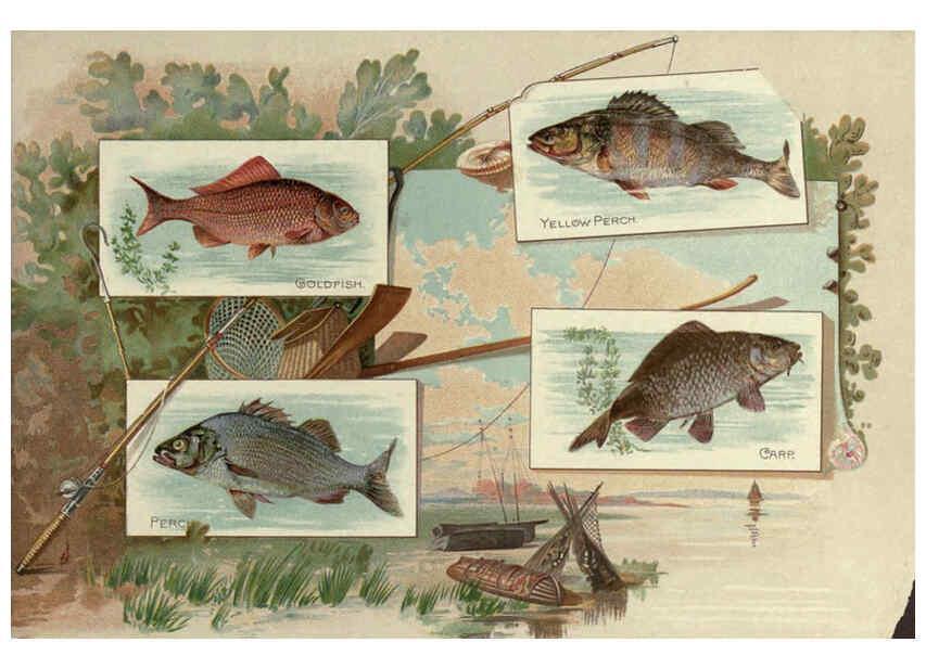 Reproducción/Reproduction 6011921473: 50 fish from American waters Richmond, Va. :Allen & Ginter,[188-?] 