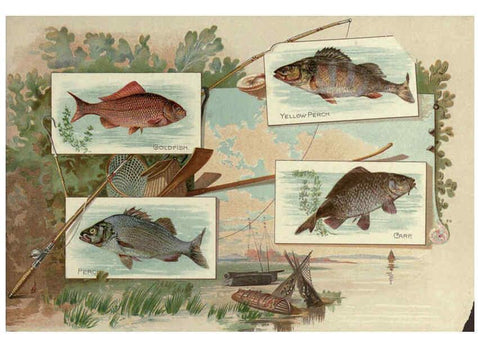 Reproducción/Reproduction 6011921473: 50 fish from American waters Richmond, Va. :Allen & Ginter,[188-?] 