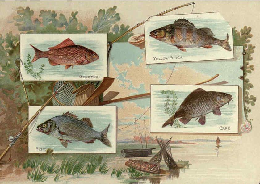 Reproducción/Reproduction 6011921473: 50 fish from American waters Richmond, Va. :Allen & Ginter,[188-?] 