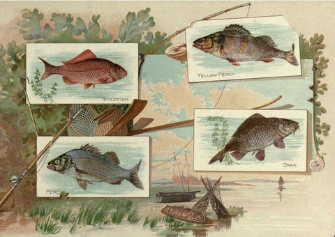 Reproducción/Reproduction 6011921473: 50 fish from American waters Richmond, Va. :Allen & Ginter,[188-?] 