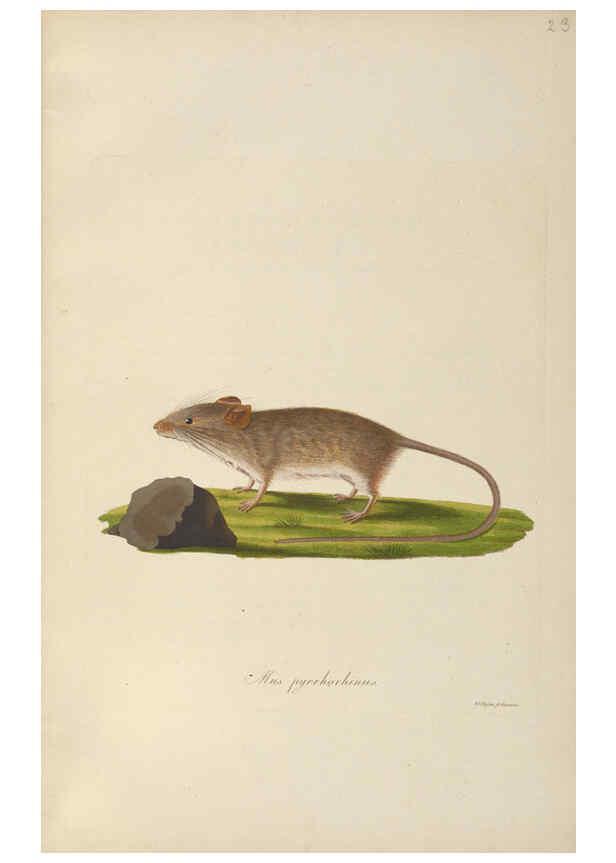 Reproducción/Reproduction 6011860805: Abbildungen zur Naturgeschichte Brasiliens Weimar :im Verlage des Grossherzogl. Sächs. priv. Landes-Industrie-Comptoirs,1822-1831