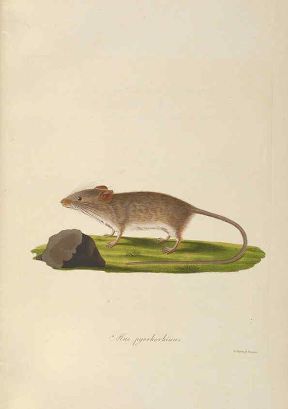 Reproducción/Reproduction 6011860805: Abbildungen zur Naturgeschichte Brasiliens Weimar :im Verlage des Grossherzogl. Sächs. priv. Landes-Industrie-Comptoirs,1822-1831