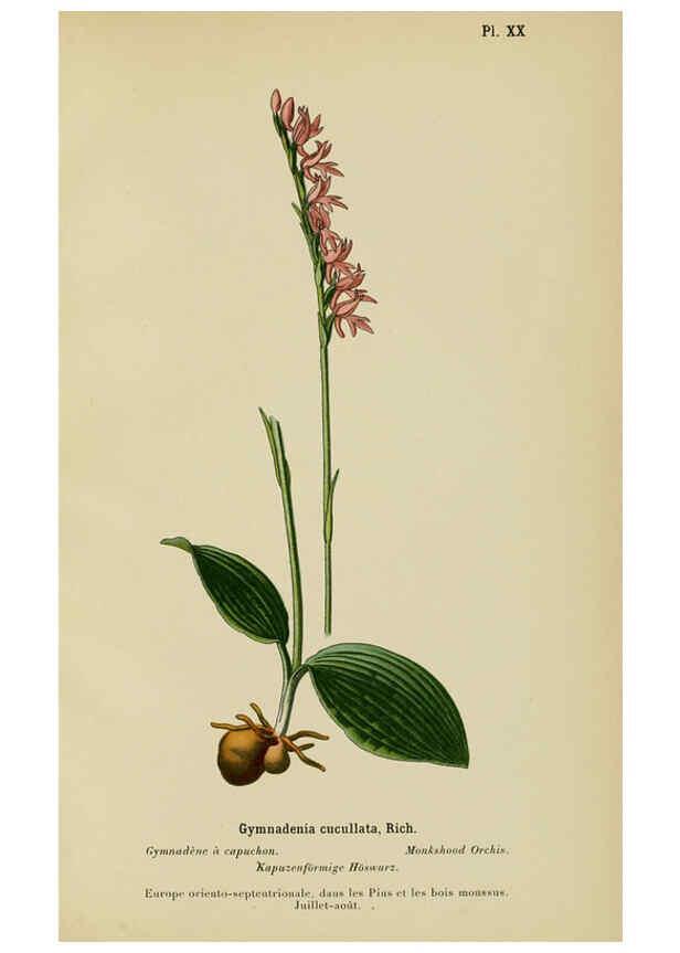Reproducción/Reproduction 6012448880: Album des orchidées de l'Europe centrale et septentrionale Genève,Librairie Georg,1899