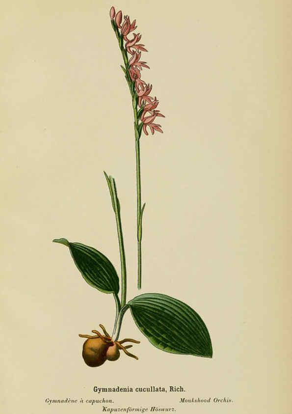 Reproducción/Reproduction 6012448880: Album des orchidées de l'Europe centrale et septentrionale Genève,Librairie Georg,1899